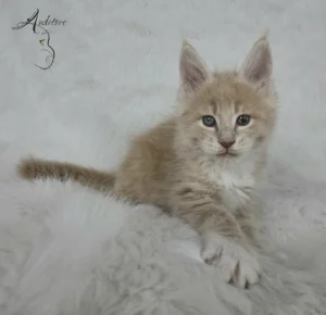 Elvis Auditore Elvis Auditore, kociak Maine Coon (MCO e), kremowy pręgowany na białym kocyku