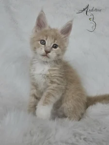 Elvis Auditore Kremowy tygrysio pręgowany kociak Maine Coon (MCO e) Elvis, siedzący na białym kocyku