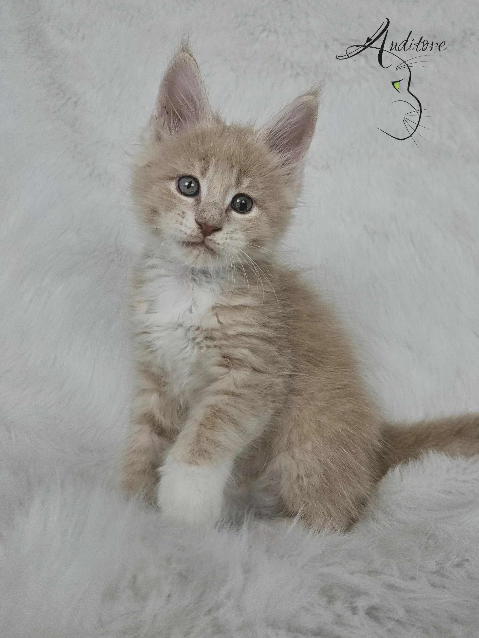 Kremowy tygrysio pręgowany kociak Maine Coon (MCO e) Elvis, siedzący na białym kocyku