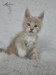 Elvis Auditore Kocur Maine Coon (MCO e) Elvis Auditore, kremowy pręgowany, białe tło sesji zdjęciowej