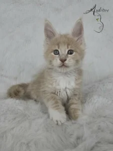 Elvis Auditore Elvis Auditore, młody Maine Coon, kremowy pręgowany, pozujący na białym tle