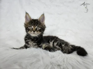 Kociak Maine Coon (MCO n 22) Ezio, czarny klasycznie pręgowany, leżący na białym kocyku