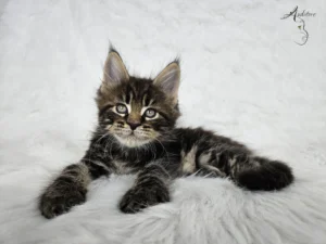 Maine Coon (MCO n 22) Ezio, czarny klasycznie pręgowany kociak, leżący na białym tle