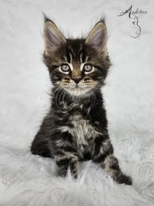 Ezio, kociak Maine Coon (MCO n 22), czarny pręgowany, siedzący na białym kocyku