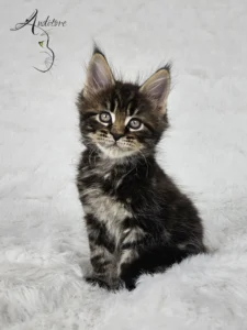 Czarny klasycznie pręgowany kociak Maine Coon (MCO n 22) Ezio, pozujący na białym tle