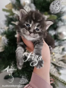 Srebrzysto-pręgowane kocię Maine Coon (MCO ns 22), Figa, z uroczym wyrazem pyszczka, trzymane w dłoni na tle świątecznej dekoracji. Hodowla Auditore Maine Coon.