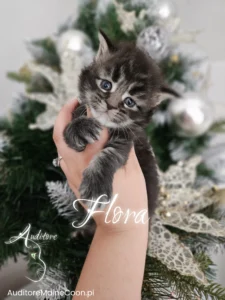 Srebrzysto-cieniowane kocię Maine Coon z pręgowaniem klasycznym (MCO ns 22), Flora, na tle choinki udekorowanej świątecznymi ozdobami. Hodowla Auditore Maine Coon.