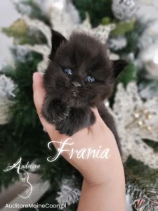 Czarne kocię Maine Coon o umaszczeniu MCO n, Frania, trzymane w dłoni na tle świątecznej choinki z ozdobami. Hodowla kotów rasowych Auditore Maine Coon.