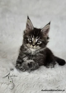 Kotka Figa Auditore (MCO ns 22) w eleganckim czarno-srebrnym umaszczeniu, spoglądająca ciekawie w obiektyw.