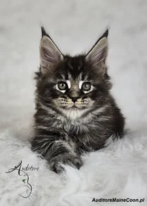 Zbliżenie na kotkę Maine Coon Figę Auditore (MCO ns 22) z dużymi uszami i intensywnym spojrzeniem, na białym futrzanym tle.