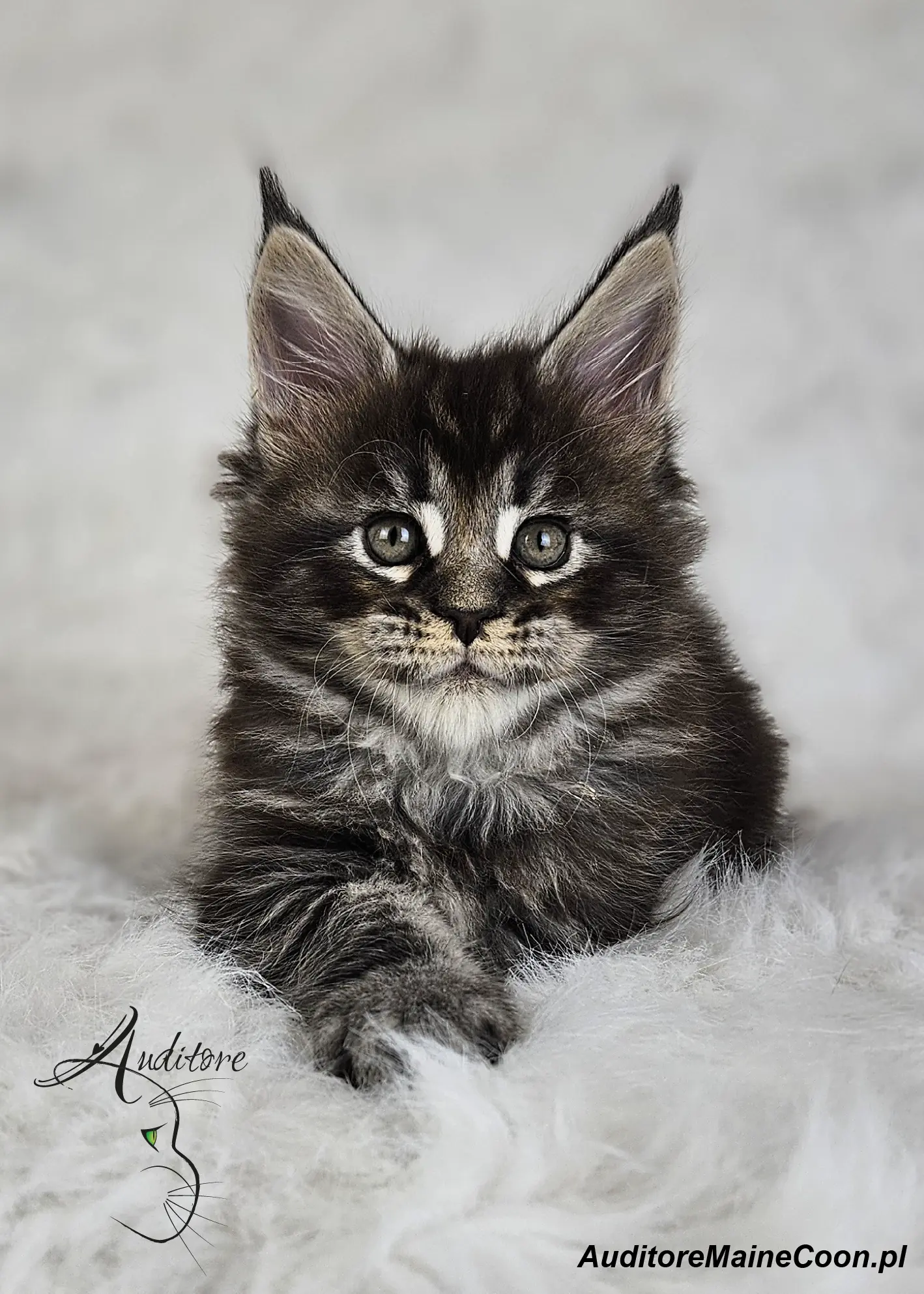 Zbliżenie na kotkę Maine Coon Figę Auditore (MCO ns 22) z dużymi uszami i intensywnym spojrzeniem, na białym futrzanym tle.