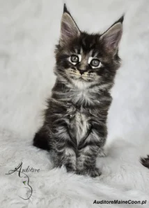 Kotka Figa Auditore (MCO ns 22), młoda Maine Coon o czarnym srebrnym klasycznym pręgowaniu, siedzi na miękkim białym tle.