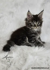 Kotka Maine Coon Figa Auditore (MCO ns 22), czarna srebrna klasycznie pręgowana, pozuje na białym futrzanym tle.