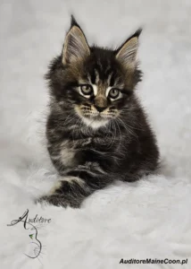 Flora Auditore (MCO ns 22), młoda kotka Maine Coon o czarnym srebrnym klasycznym pręgowaniu, siedzi na miękkim białym tle.