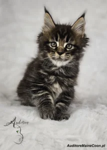 Zbliżenie na kotkę Maine Coon Florę Auditore (MCO ns 22) z dużymi, wyrazistymi oczami i eleganckim pręgowaniem, na białym tle.