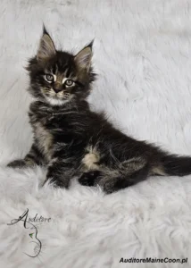 Kotka Flora Auditore (MCO ns 22), czarna srebrna z klasycznym pręgowaniem, pozuje na futrzanym tle.