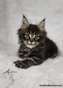 Portret kotki Flory Auditore (MCO ns 22), czarnej srebrnej klasycznie pręgowanej, spoglądającej prosto w obiektyw.