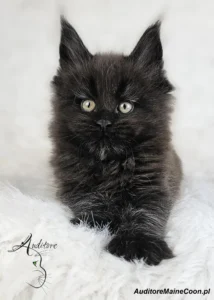 Kotka Maine Coon Frania Auditore (MCO n), elegancka czarna kotka, spoglądająca prosto w obiektyw.