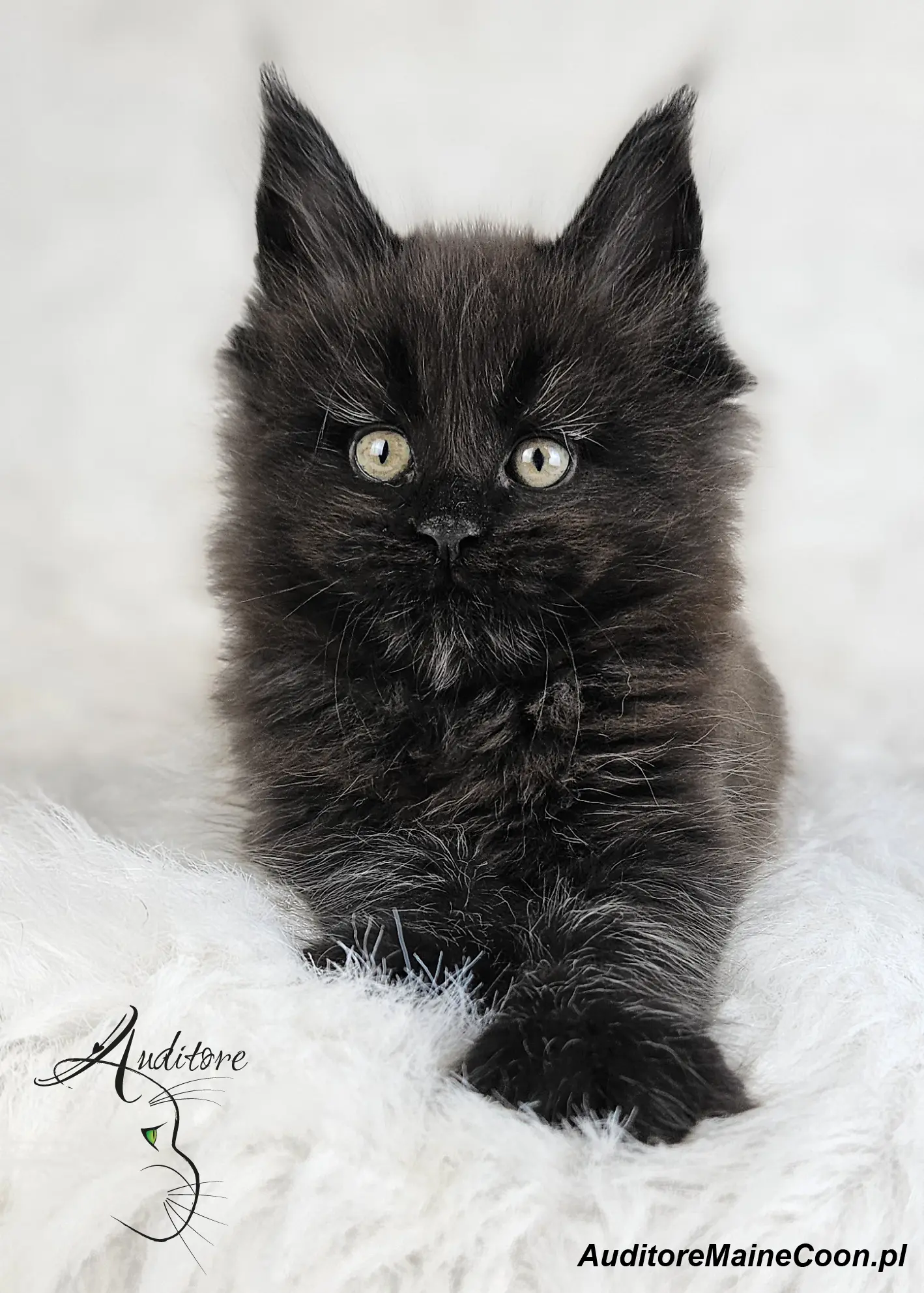 Kotka Maine Coon Frania Auditore (MCO n), elegancka czarna kotka, spoglądająca prosto w obiektyw.