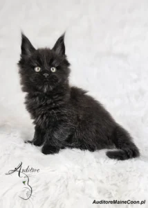 Zbliżenie na kotkę Maine Coon Franię Auditore (MCO n) z pięknymi, wyrazistymi oczami, na białym futrzanym tle.