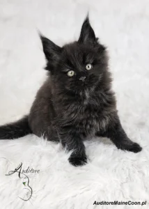 Frania Auditore (MCO n), młoda kotka Maine Coon o intensywnie czarnym umaszczeniu, siedzi na białym tle.