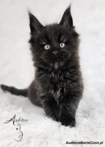 Kotka Maine Coon Frania Auditore (MCO n), czarna, pozuje na białym futrzanym tle.