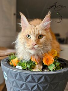 Rudy kot Maine Coon Zuri Silverbastis siedzi w doniczce wśród pomarańczowych bratków.