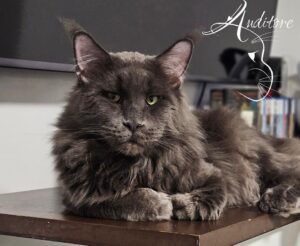 uży szary kocur Maine Coon Wildbeautycoon’s Klayder – ojciec kociąt