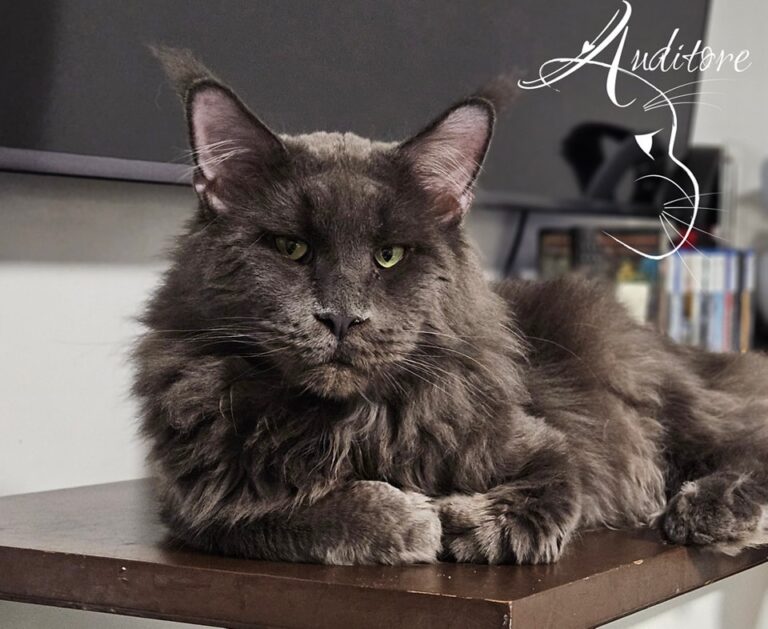 uży szary kocur Maine Coon Wildbeautycoon’s Klayder – ojciec kociąt