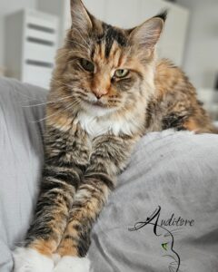 Trikolorowa kotka Maine Coon Foxy Silverbastis*PL na kanapie, eleganckie spojrzenie