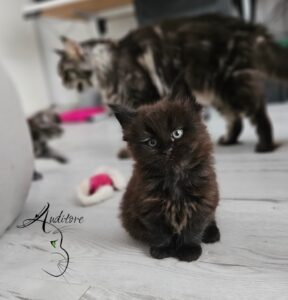 Czarna kotka Frania Maine Coon siedzi na podłodze, w tle inne koty z hodowli Auditore