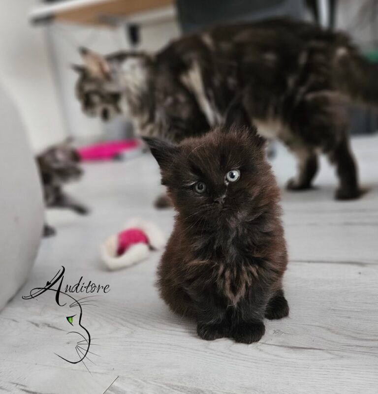 Czarna kotka Frania Maine Coon siedzi na podłodze, w tle inne koty z hodowli Auditore