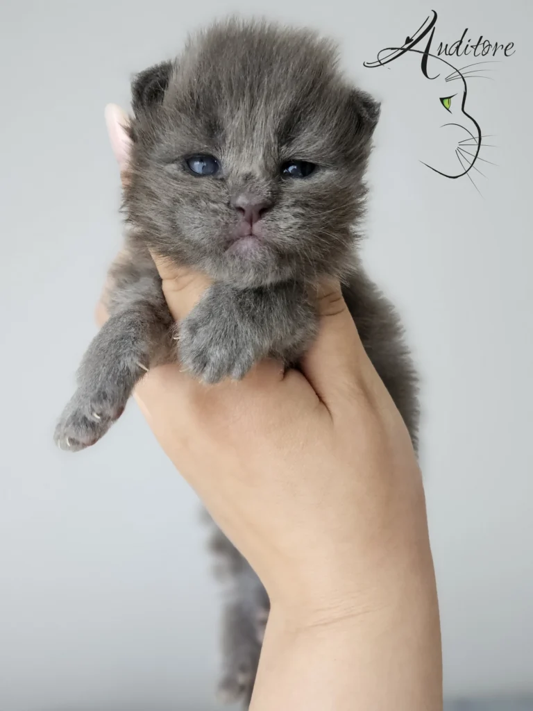 Puchaty niebieski kociak Maine Coon trzymany w dłoni, z hodowli Auditore*PL. Duże łapki i miękkie futerko.