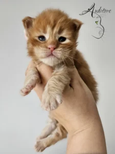 Rude kocię Maine Coon z hodowli Auditore*PL, trzymane w dłoni. Kotek ma jasnorude futerko z pręgami i otwarte oczy.