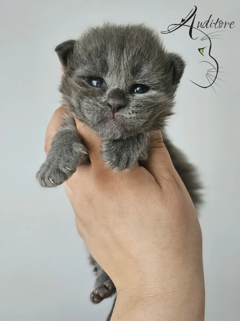 Gini Auditore Niebieskie kocię Maine Coon z hodowli Auditore*PL. Szaro-stalowe futerko i delikatnie uchylone oczy.
