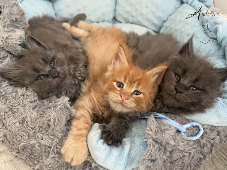 Dwie niebieskie damy i rudy łobuziak w jednym legowisku!