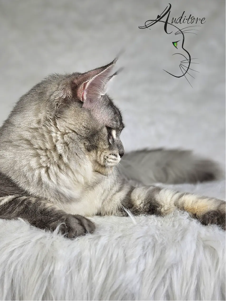 Read more about the article Sweeyeyes SHADOW