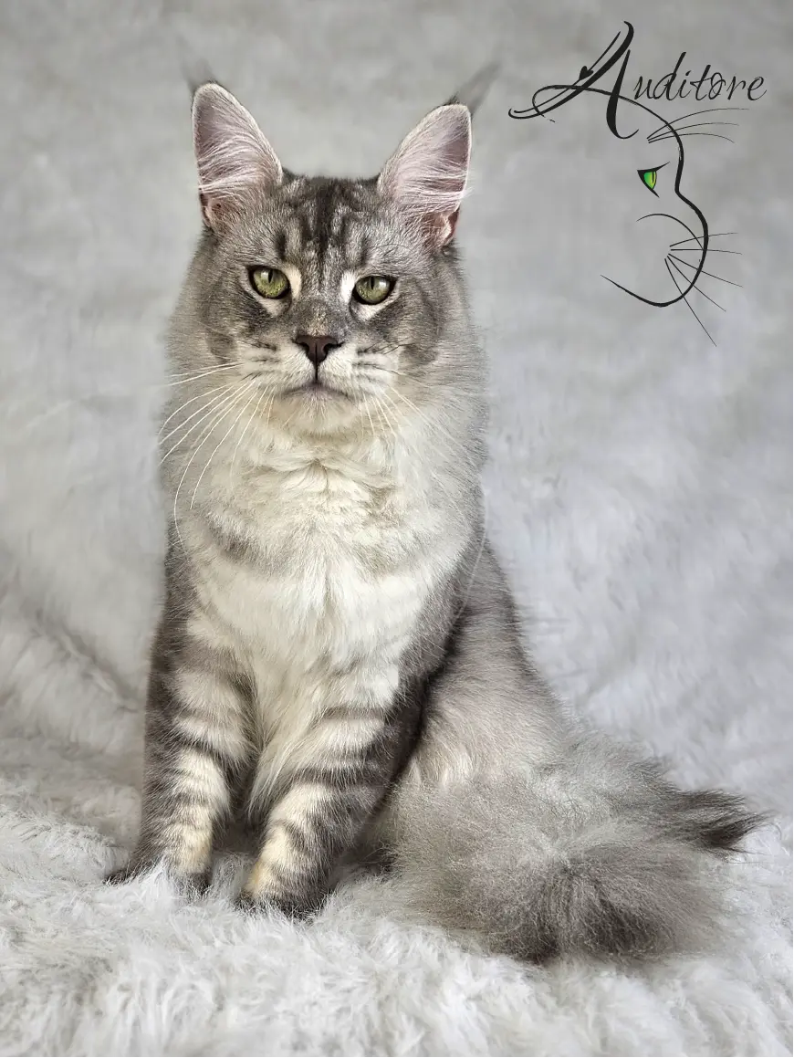 Maine Coon kocur MCO as 23 SweetEyes Shadow – relaksujący się w legowisku, klasyczne pręgowanie