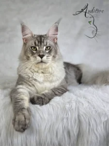 rebrzysty Maine Coon SweetEyes Shadow (MCO as 23) – portretowy kadr na siedzącego kocura