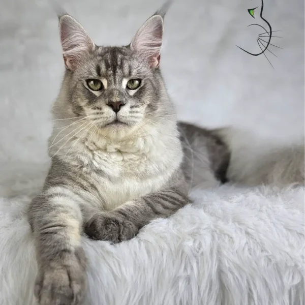 rebrzysty Maine Coon SweetEyes Shadow (MCO as 23) – portretowy kadr na siedzącego kocura