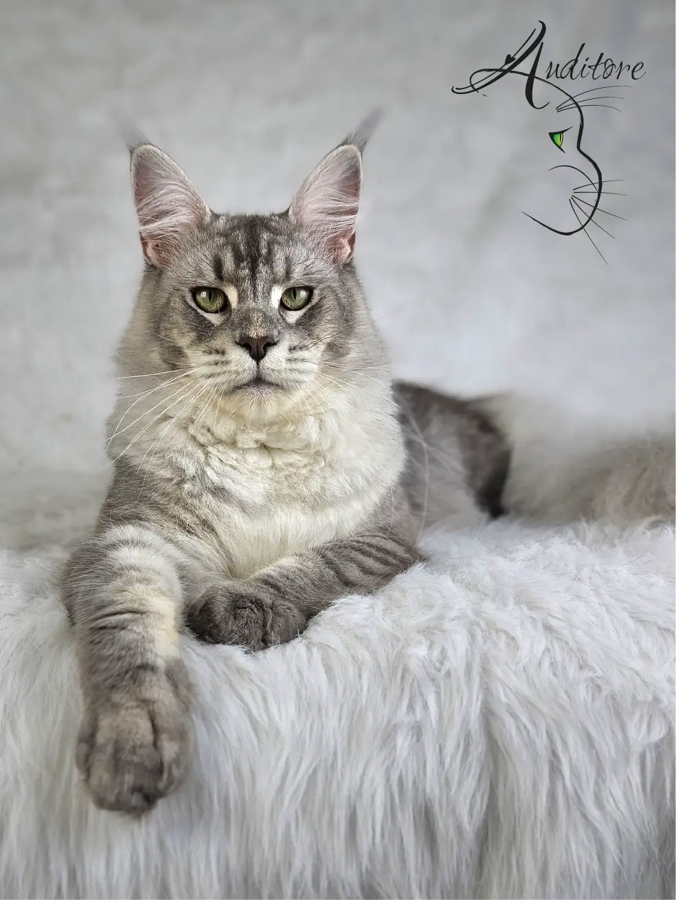 rebrzysty Maine Coon SweetEyes Shadow (MCO as 23) – portretowy kadr na siedzącego kocura