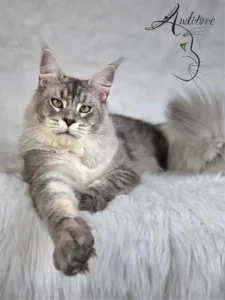 Dostojny Maine Coon MCO as 23 – SweetEyes Shadow pozuje w legowisku, widoczny wzór pręgowany