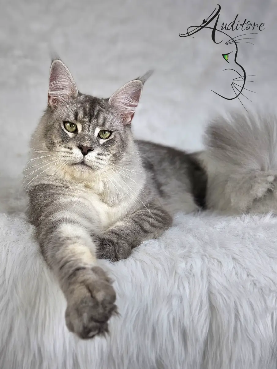 Dostojny Maine Coon MCO as 23 – SweetEyes Shadow pozuje w legowisku, widoczny wzór pręgowany