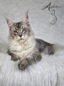 SweetEyes Shadow – kocur Maine Coon MCO as 23 w pełnej sylwetce na tle białego futerka