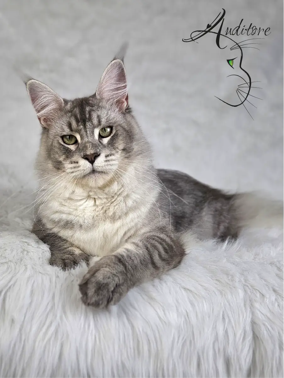 SweetEyes Shadow – kocur Maine Coon MCO as 23 w pełnej sylwetce na tle białego futerka