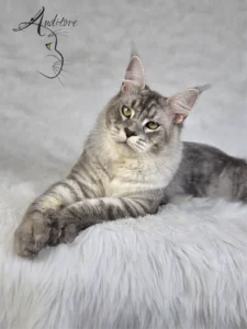 Maine Coon MCO as 23 SweetEyes Shadow – dostojny kocur w pozycji siedzącej, srebrzyste pręgowanie