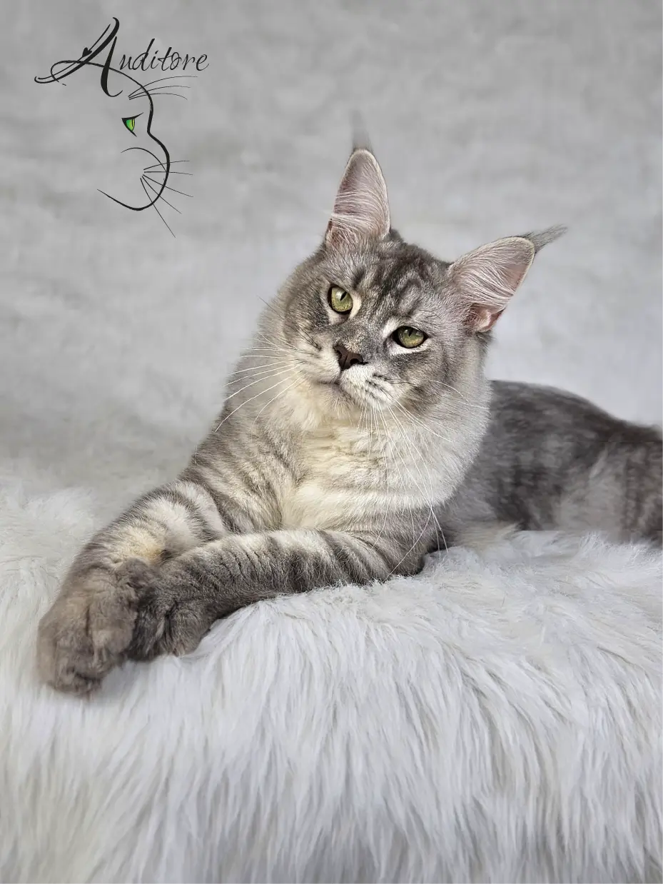 Maine Coon MCO as 23 SweetEyes Shadow – dostojny kocur w pozycji siedzącej, srebrzyste pręgowanie