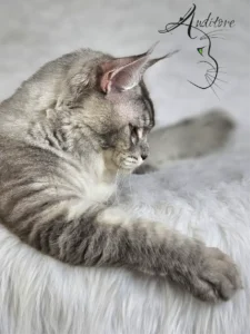 SweetEyes Shadow – srebrzysty klasycznie pręgowany kocur Maine Coon MCO as 23 z profilu na białym tle