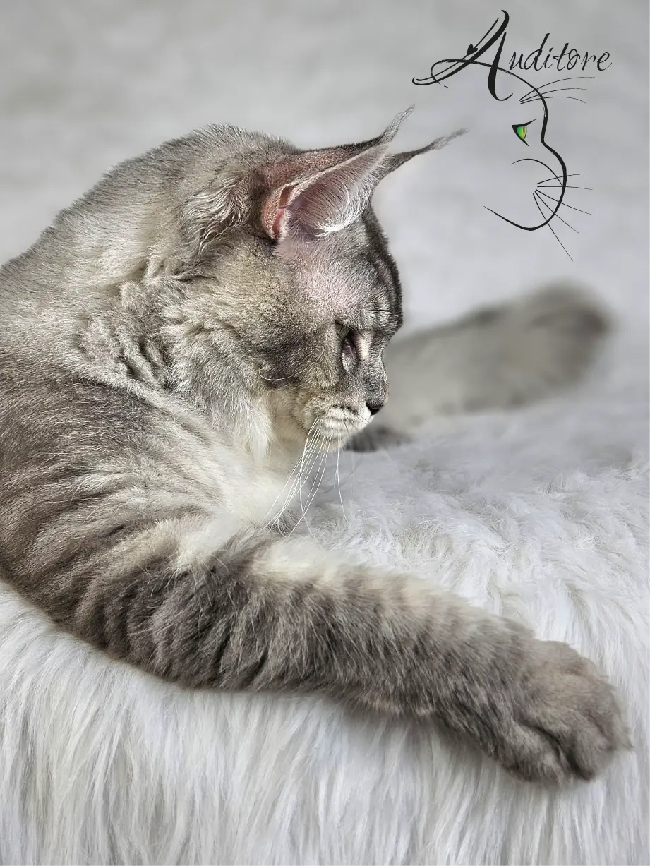 SweetEyes Shadow – srebrzysty klasycznie pręgowany kocur Maine Coon MCO as 23 z profilu na białym tle