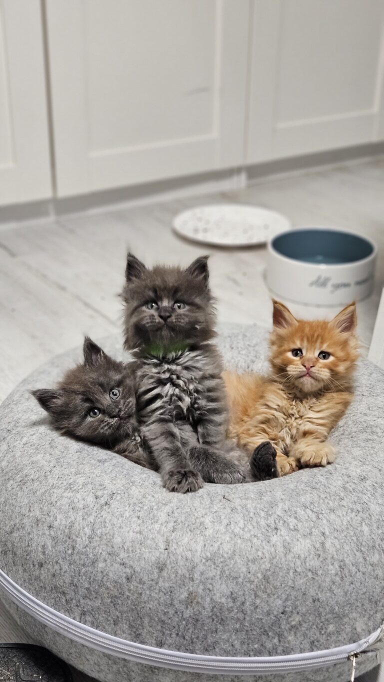 Kiedyś się mieścili… teraz to już walka o miejsce w donacie 😂